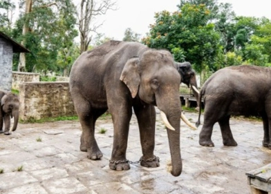 Dubare Elephant Camp Coorg