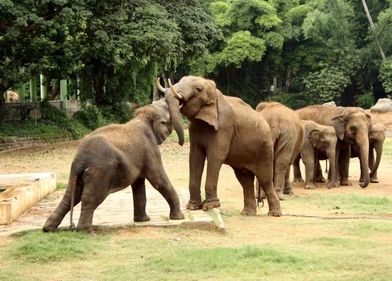 Mysore Zoo